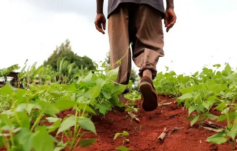 Agriculture & Livelihoods